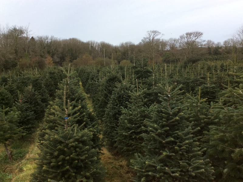 Rows of Christmas trees growing on the farm
